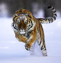 Siberian Tiger-07203